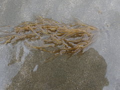 Gracilaria chilensis
