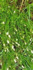 Wahlenbergia akaroa