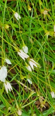Wahlenbergia akaroa