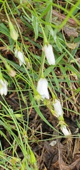 Wahlenbergia akaroa