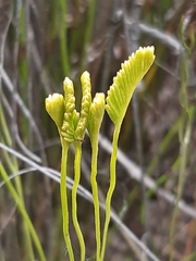 Schizaea