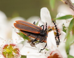 Diatrichalus kershawi