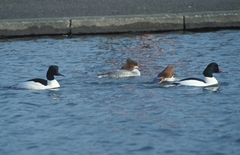 Mergus merganser