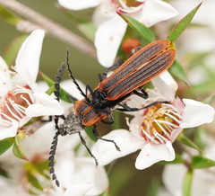 Diatrichalus kershawi