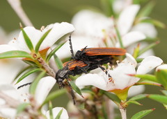 Diatrichalus kershawi