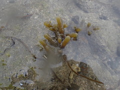 Splachnidium rugosum