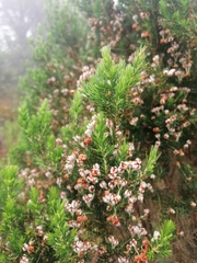 Erica triflora triflora