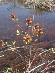 Myrica gale tomentosa