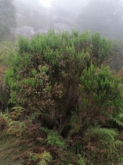 Erica triflora triflora
