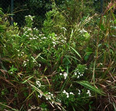 Aster baccharoides