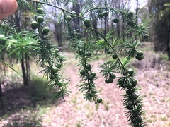 Asparagus africanus