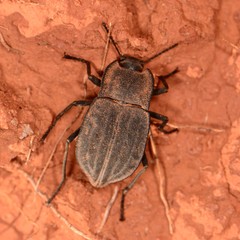 Stenomorpha opaca