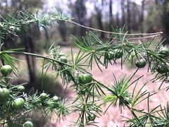 Asparagus africanus