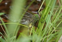 Anax tristis