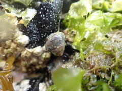 Micrelenchus huttonii