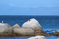 Phalacrocorax capensis