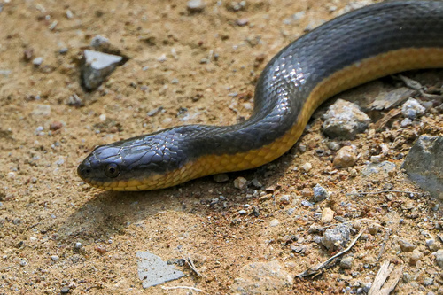 Photo of a Olive Keelback Wart Snake (Atretium schistosum)
