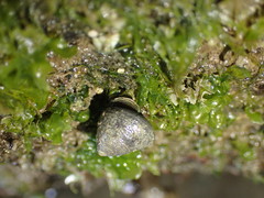 Micrelenchus huttonii