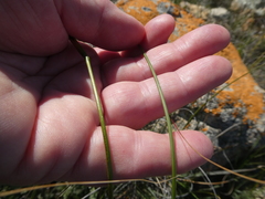 Moraea tripetala