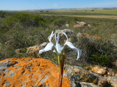 Moraea tripetala