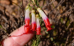Erica regia