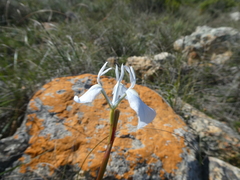 Moraea tripetala