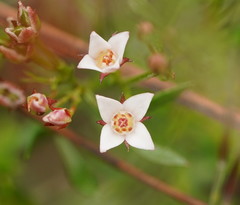 Cyanothamnus nanus nanus