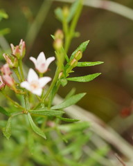 Cyanothamnus nanus nanus