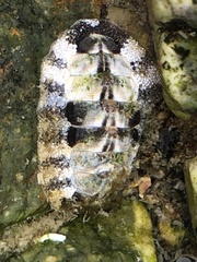 Acanthopleurinae