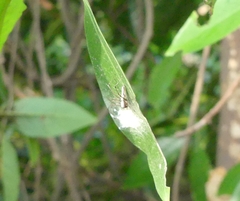 Oxyopes shweta