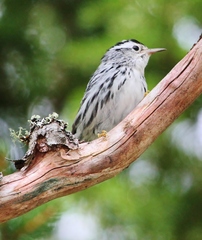 Mniotilta varia image