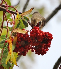 Bombycilla cedrorum image