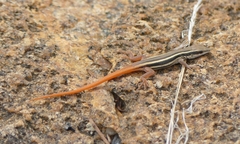 Ophisops leschenaultii