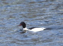 Mergus merganser