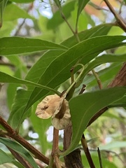 Dodonaea triquetra
