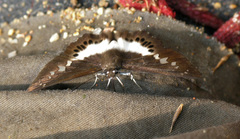 Seseria sambara