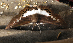 Seseria sambara