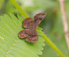 Calephelis braziliensis