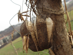 Aristolochia contorta