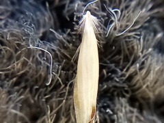 Rytidosperma merum