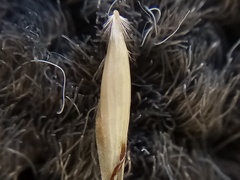 Rytidosperma merum