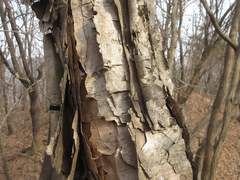 Betula dauurica