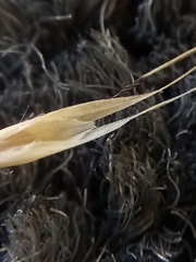 Rytidosperma merum