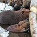 American Beaver - Photo (c) Denis Doucet, some rights reserved (CC BY-NC)