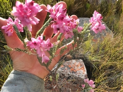 Erica eugenea