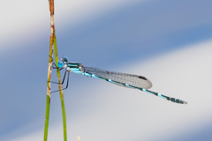 Austrolestes minjerriba
