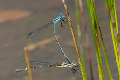 Austrolestes minjerriba