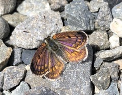 Lycaena tama