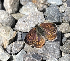 Lycaena tama