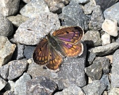 Lycaena tama